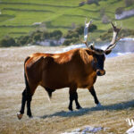 Hoće da se spasim 2 1 Bio pozvat, Jer sam se morao suzdržavat, Da bi se mogao sačuvat, Jer mi je u misiji moj poduhvat. 2 Treba se hranit, Da bi svojima mogao krenit, Ali prvo se treba obranit, Da bi moga bilo šta učinit. 3 Ne bi se htjelo promašit, Jer starost bi se htjelo navršit, Zbog čega repove se treba riješit, Da bi se misija mogla dovršit. 4 Pa se kako se ode trošit, Hoće močvaru isušit, Zbog čega hoće da ih idem utješit, I s njihovom pričom završit. 5 Potrebno je se dobro sa znojit, Kako bi se organizacije mogle preustrojit, Jer neke treba razdvojit, Da bi bio funkcionalno osvojit. 6 Iznova se treba oporavit, Da se lekciju može ponovit, Kako bi se visoko frekventno moglo oživit, S čim se može lako ulovit. 7 Ne bi htio ništa zanemarit, Što se ne može provjerit, S čim se može uvjerit, Gdje bi se mogao sudarit. 8 Treba se dobro upamtit, Koga se može posjetit, Jer ne bi se trebalo bilo šta uhvatit, Već na protiv samo ono što može koristit. 9 Mene neki stalno zovuć, Htjeli su sebi privuć, Kako bi mi moli dušu izvuć, Iz čega se treba znat povuć. 10 Htjeli bi me oduševit, Pa se trebam pojavit, Da bi se mogao popravit, Zbog čega kod drugog bi se mogao prijavit. 11 Treba se dobro nagradit, Svakog tko se išao potrudit, Kako bi ga se moglo oslobodit, I mogao se iz problema izvadit. 12 Hoće se ugodit, Pa se traži koga slijedit, Koga sredit, Koji može dalje vodit. 13 Zna se tko je ljekovit, Za koga se ide nazdravit, I sve ostalo ostavit, Da bi se moglo izbavit. 14 Hoće se ozdravit, Da se bude učinkovit, Pa se hoće zaustavit, Da bi se moglo što treba napravit. 15 Svako bi se htio najest, Da se izbjegne zaplest, I u napast dovest, Zbog čega blago ne bi mogao uvest. 16 Kažu treba se samo prepustit, Kako bi se ne prijatelja moglo otpratit, I tako se zaštitit, Od onoga što se ne može shvatit.